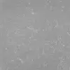 Tundra