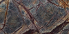 Rain Forest Brown