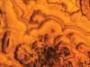 Orange Onyx